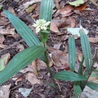 Tropidia thwaitesii Hook.f.